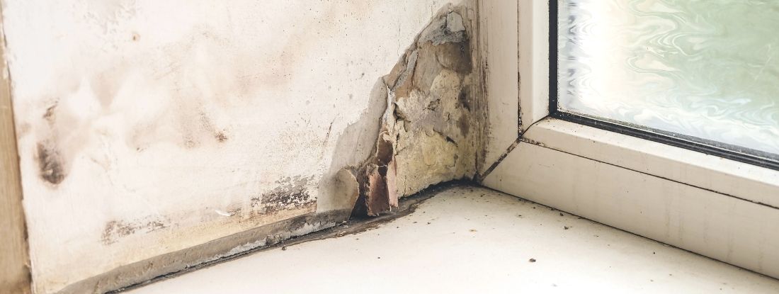 Black Mold In Shower - Is It A Cause Of Worry And What To Do About It? - AQA