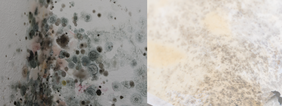 Black-Mol-vs-White-Mold