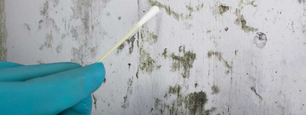 How to Test for Black Mold in the Air