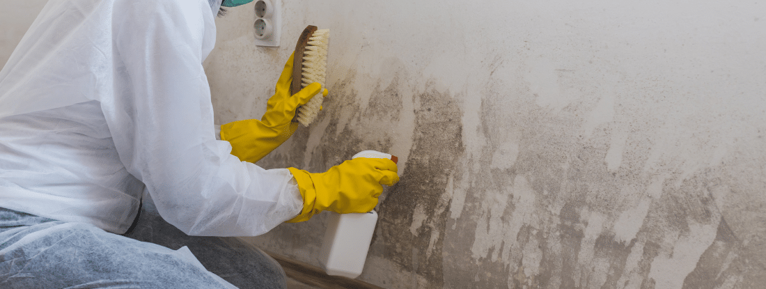 florida-mold-remediation-guidelines