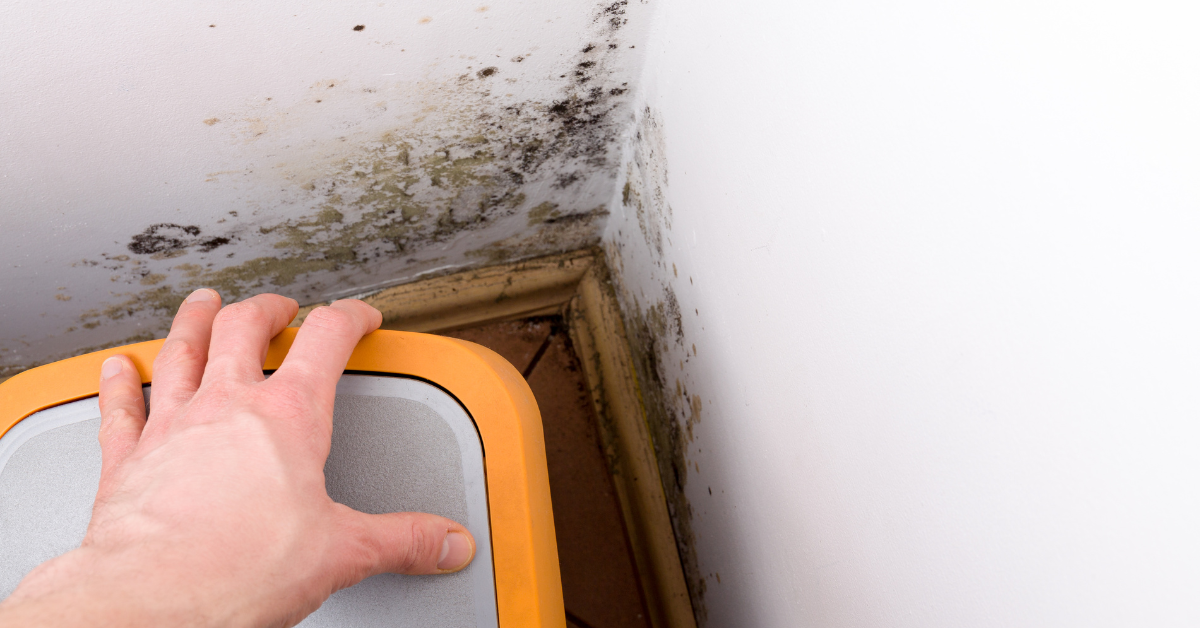 Can Black Mold Cause Autoimmune Disease?