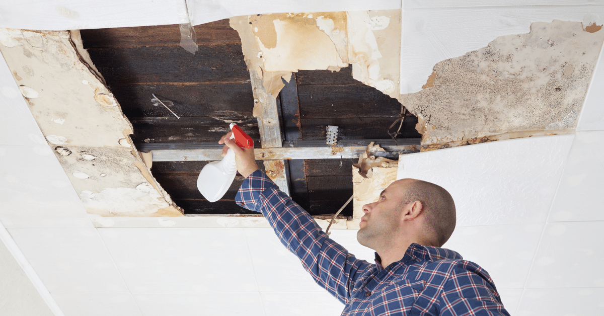 The Crucial Role of Professional Mold Testing: Why DIY Isn't Enough